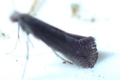 Tinagma ocnerostomella